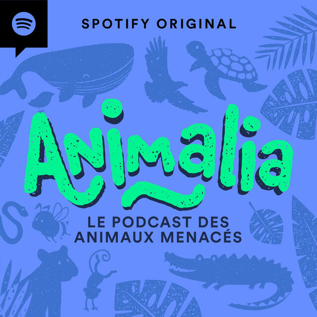 Animalia